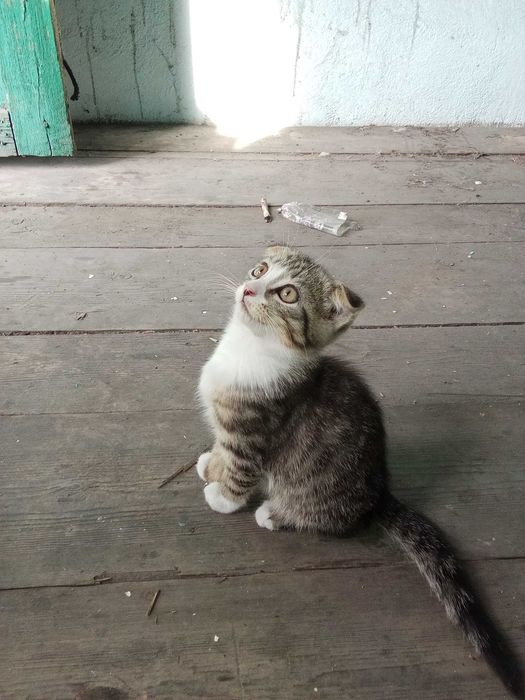 Отдам прекрасных котят