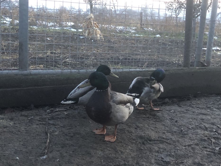 Ratoi salbatici tineret