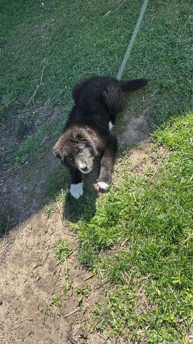 Тобет САО линия Каранар и Буч