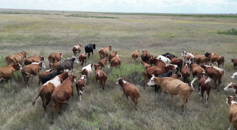 Крс оптом продам