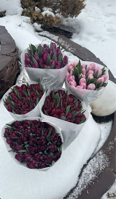 Тюльпаны оптом поставка с Голандий бронирование цветов