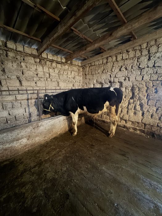 Бұқа        Бычок