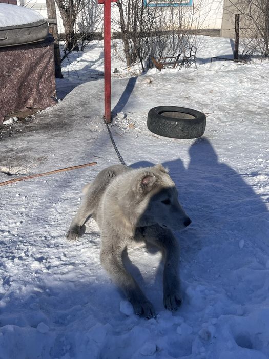 Продам алабай 4ай