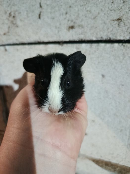 Vând porcușori de guineea pui