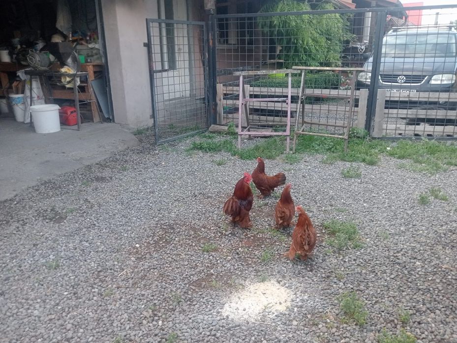 Mii de flori de vanzare