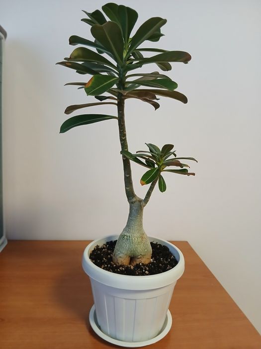 Адениум - роза пустыни