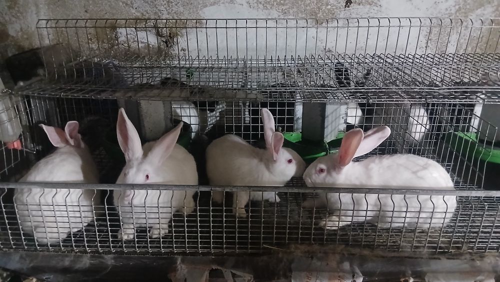 Vând iepuri hycole francez