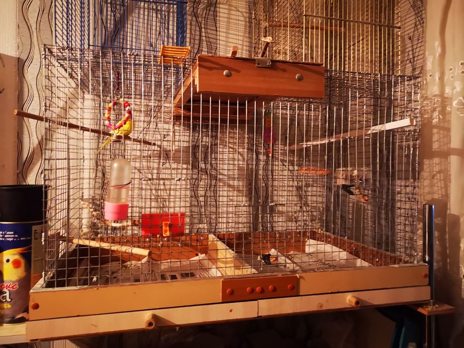 Попугай волнистый