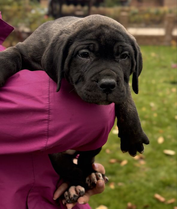 Vând pui de Cane Corso