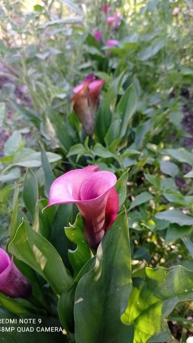 Atir Gul Kuchatlari Sotiladi