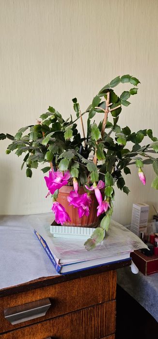 Продам цветы комнатные