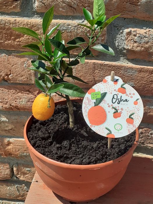 Vând Citrus Mandarin