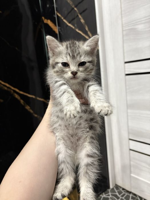 Котенок мальчик.