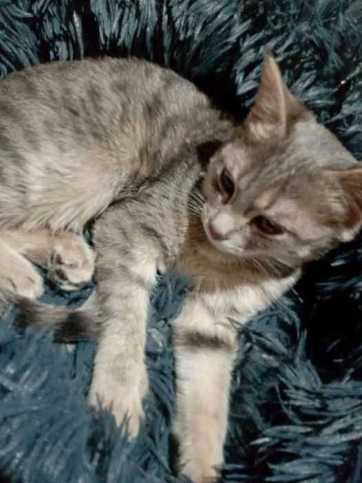 Отдам кошку в добрые руки