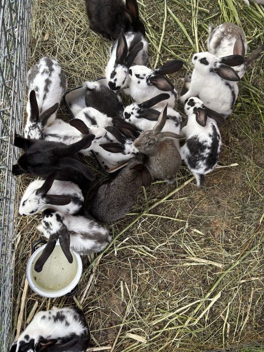 Vand Iepuri crescuti  la sol 50 ron / kg