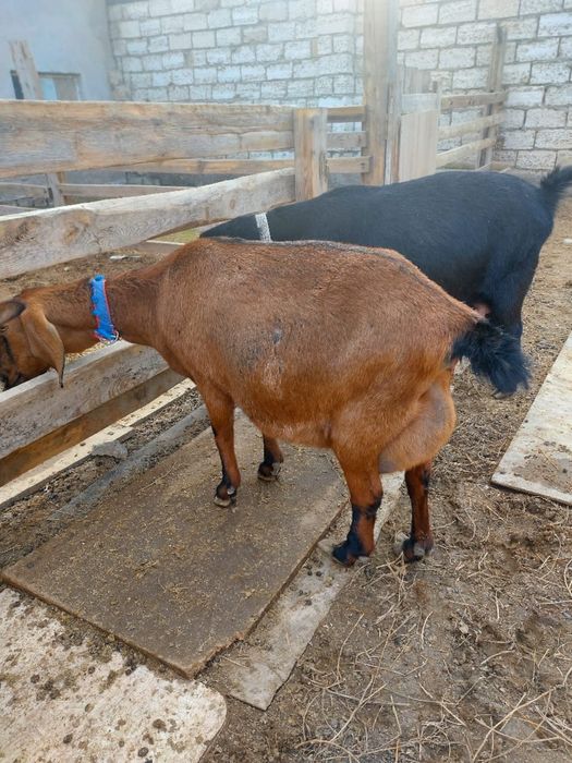 асыл тұқымды ешкілер сатылады