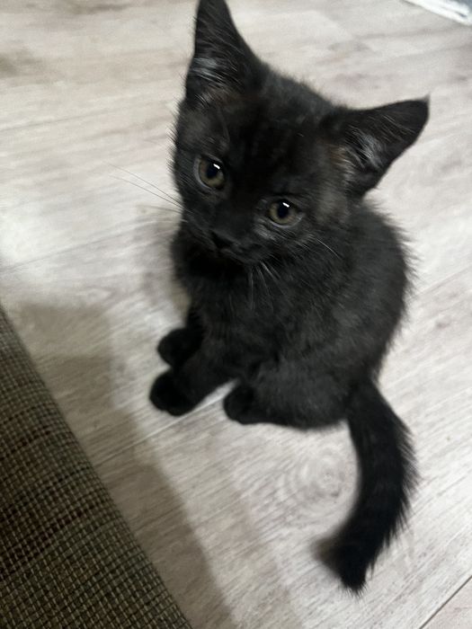 Отдам котят в добрые руки