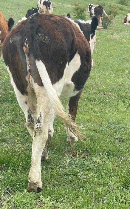 Junincă bălțată disponibilă