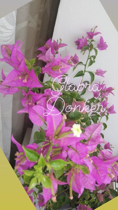 Черенки бугенвиллий (Бугенвиллия)