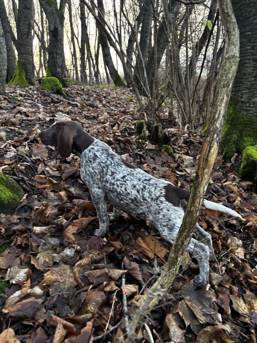 Brac German cu păr scurt
