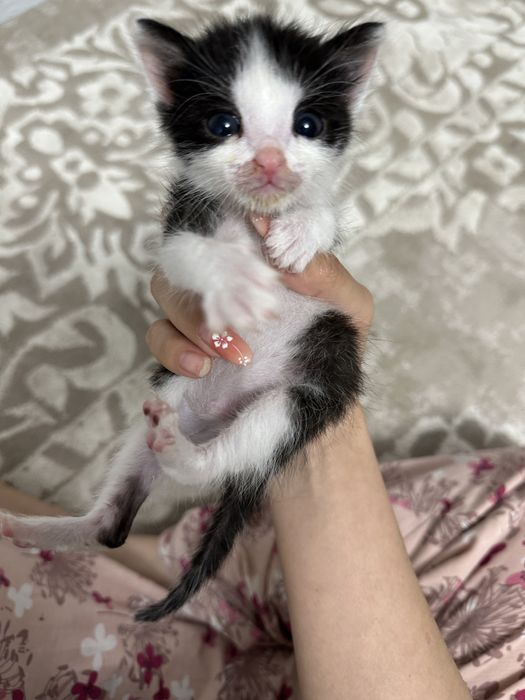 котенок в добрые руки