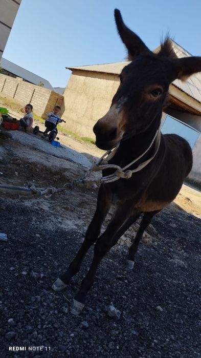 ИШАК  осел  шымкент