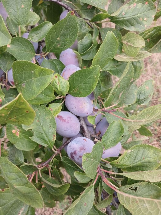 Prune de vânzare