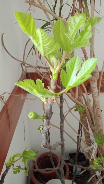 Smochini la ghiveci. Inclusiv pt balconul tau! Sigur culegi fructe.