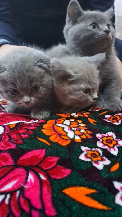 Scottish fold 2.5 oylik