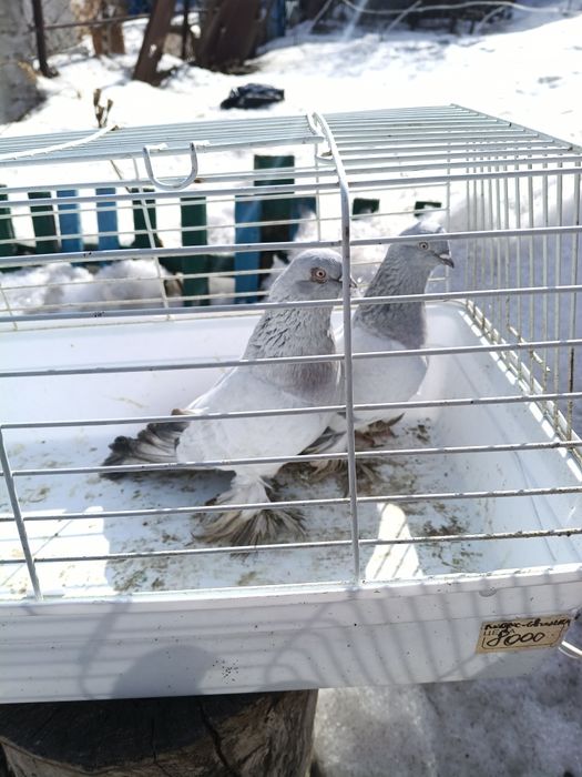 Продам разных голубей