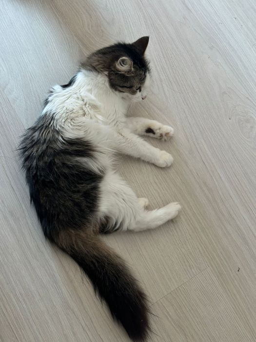 Отдам кошку в добрые руки