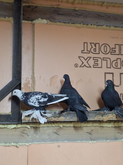 Продам голубей бойных
