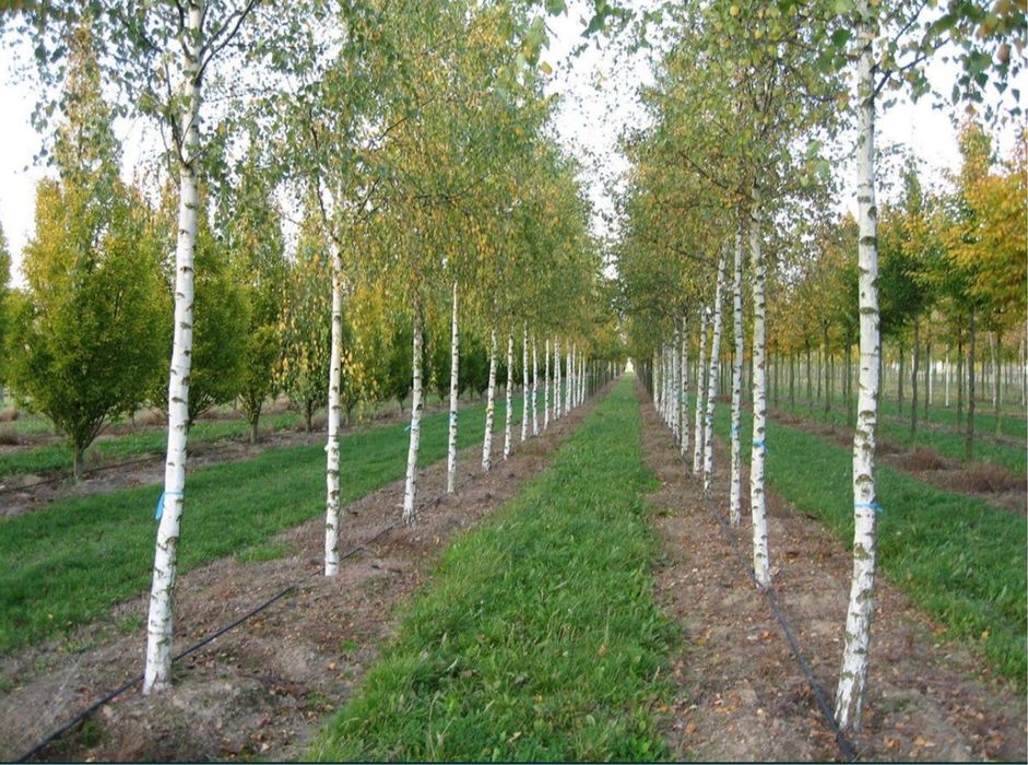 Vand copaci ornamentali-mesteacan coaja alba-platan-tei
