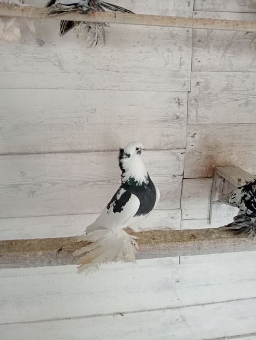 Голуби голуби голуби