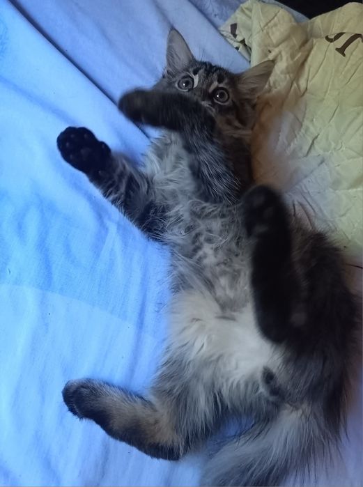 Мейн кун очаровательные котята