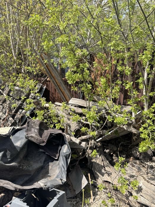 Отдам бесплатно дрова