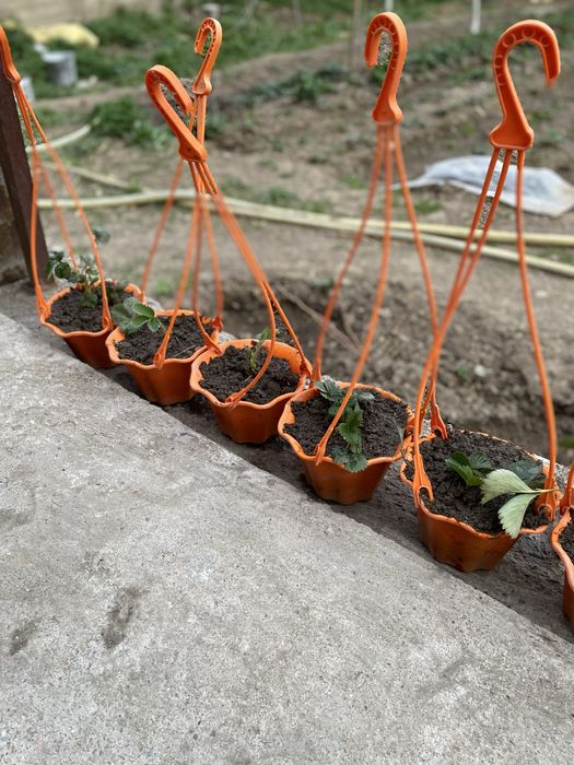 Клубника сорт Кулер