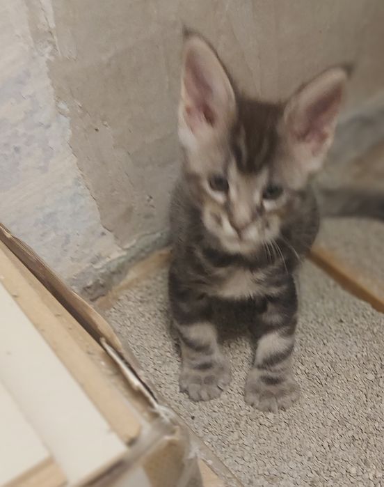 Котик мейн-кун 1,5 месяца