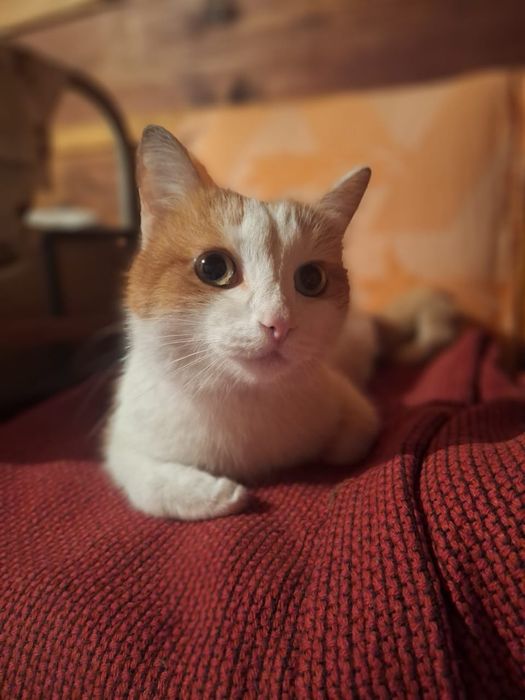 Солнечный котик ищет дом