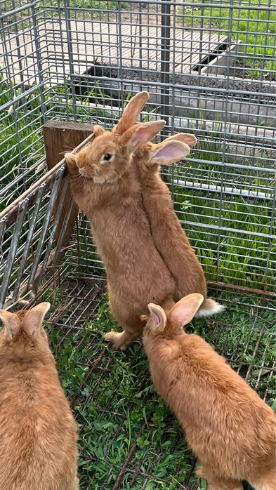 Продам Кроллов порода Бургунды