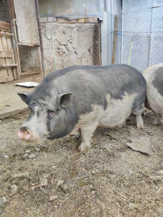 Виетнамски прасе