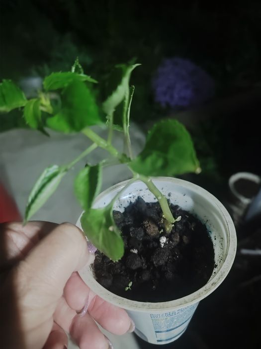 Продам бальзамины