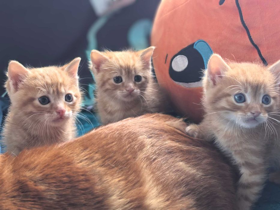 Подарявам Котета