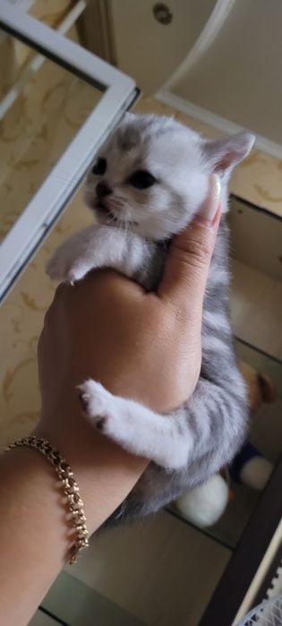 Продажа шотландских котят
