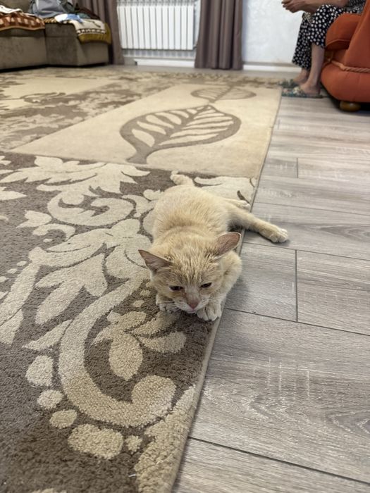 Отдам Котенок мальчик