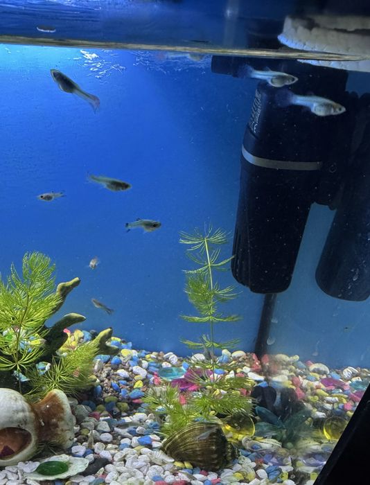 Гуппи живородящая рыбка