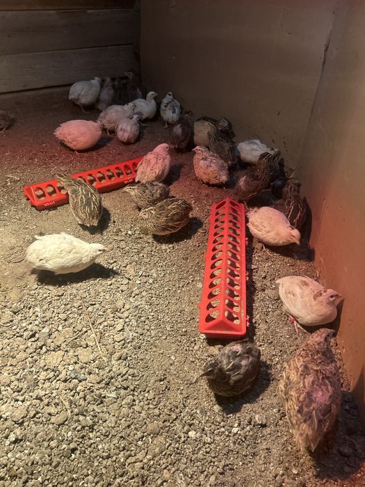 Продам перепелов