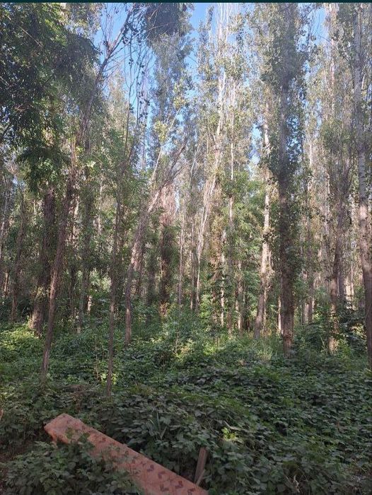 Участок Зангиота мечеть.