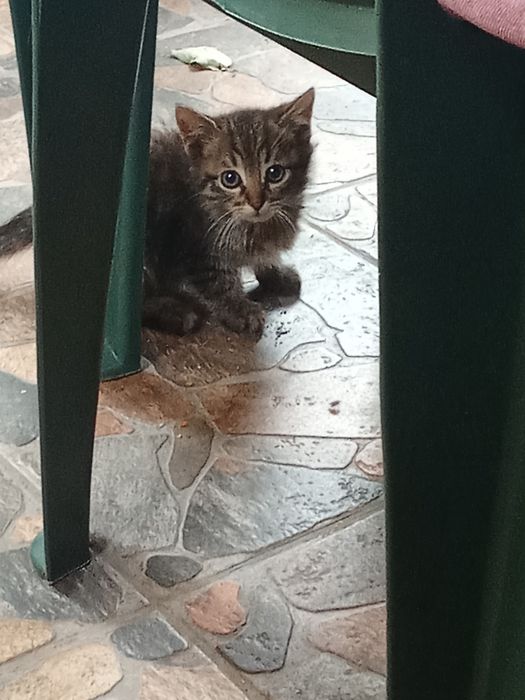 Подарявам котенца