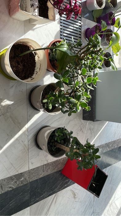 Цветы комнатные